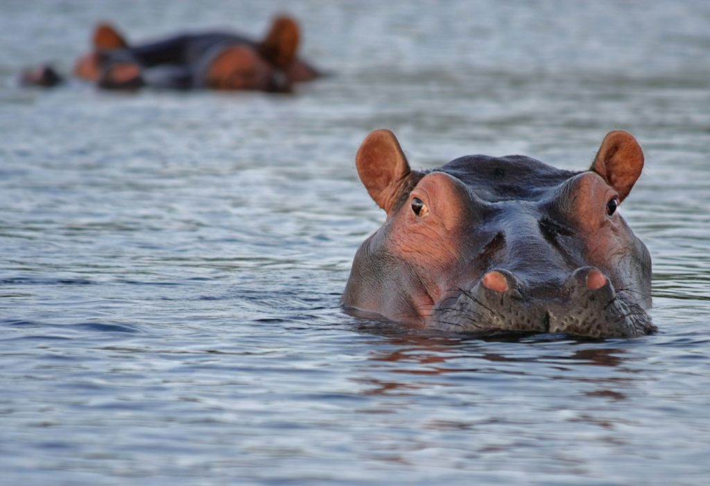 https://pixabay.com/en/hippo-hippopotamus-animal-look-515027/