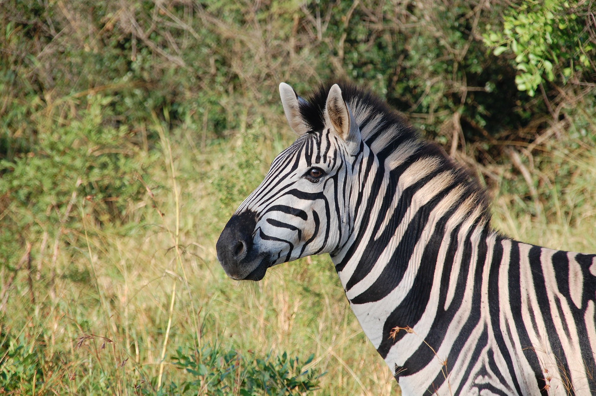https://pixabay.com/en/south-africa-wild-nature-wildlife-163052/